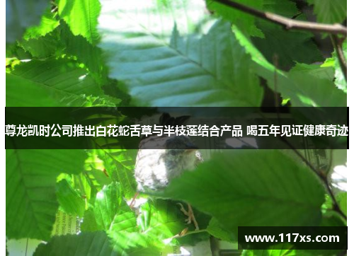 尊龙凯时公司推出白花蛇舌草与半枝莲结合产品 喝五年见证健康奇迹