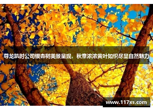 尊龙凯时公司银杏树美景呈现，秋意浓浓黄叶如织尽显自然魅力